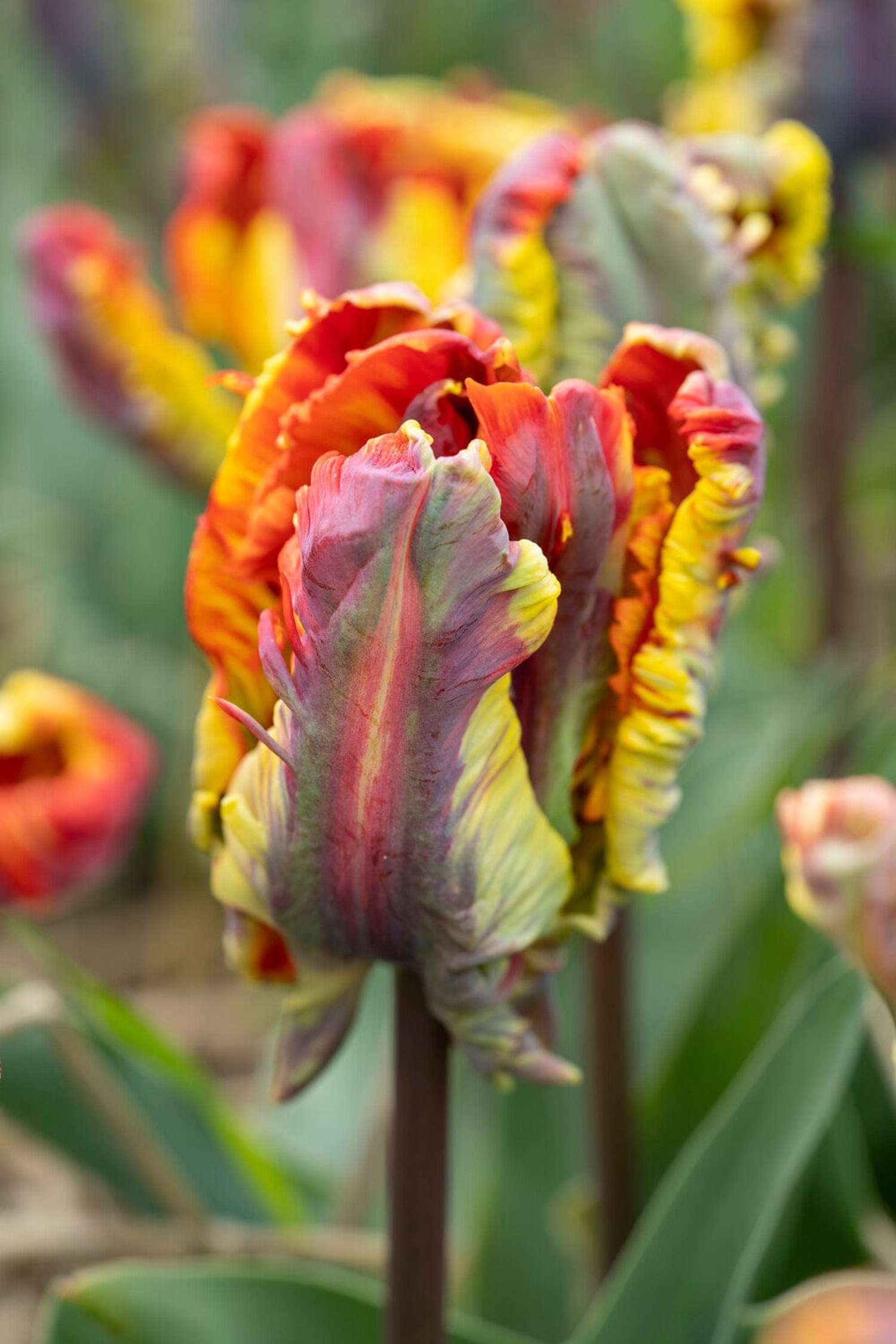 Tulpe 'Rasta Parrot'